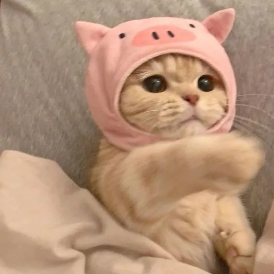 너무 귀여운 모자 쓴 아기고양이.jpg