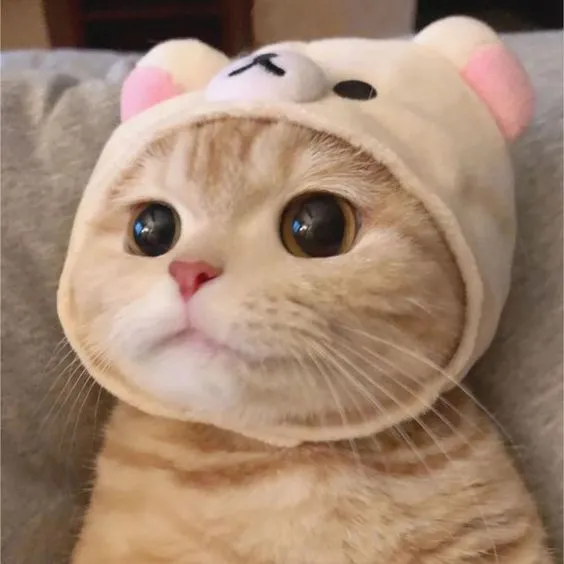 너무 귀여운 모자 쓴 아기고양이.jpg