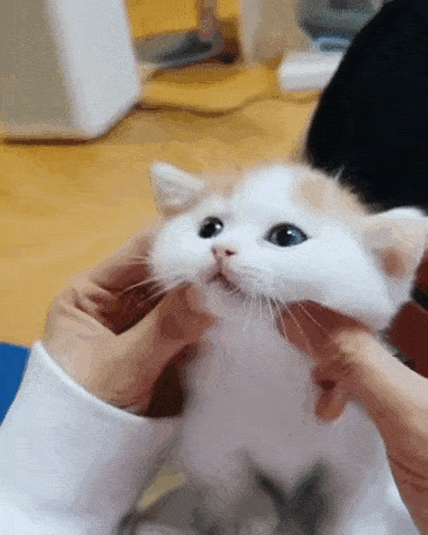 심쿵주의 귀여운 아기고양이.jpg