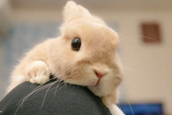 토끼가 얼마나 귀여운지 몰라요?