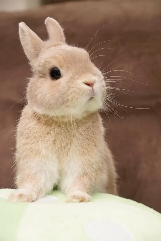 도도한척 하지만 너무 귀여운 아기 토끼