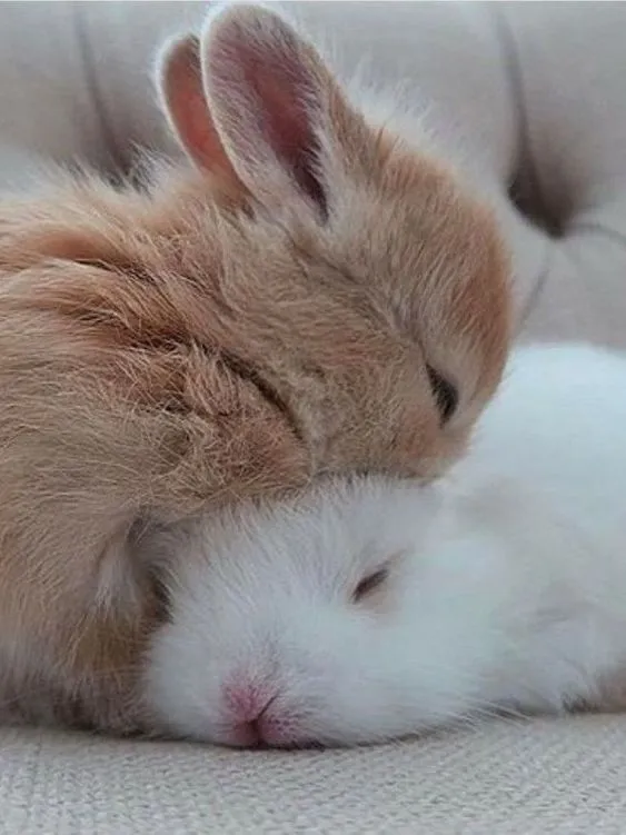 토끼가 얼마나 귀여운지 몰라요?
