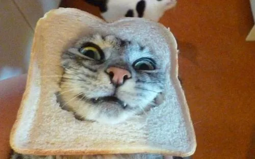 식빵 쓴 너무 귀여운 고양이들