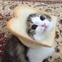 식빵 쓴 너무 귀여운 고양이들