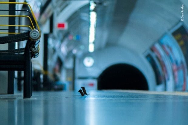 런던의 한 지하철에서 찍힌 쥐 두 마리 사진
