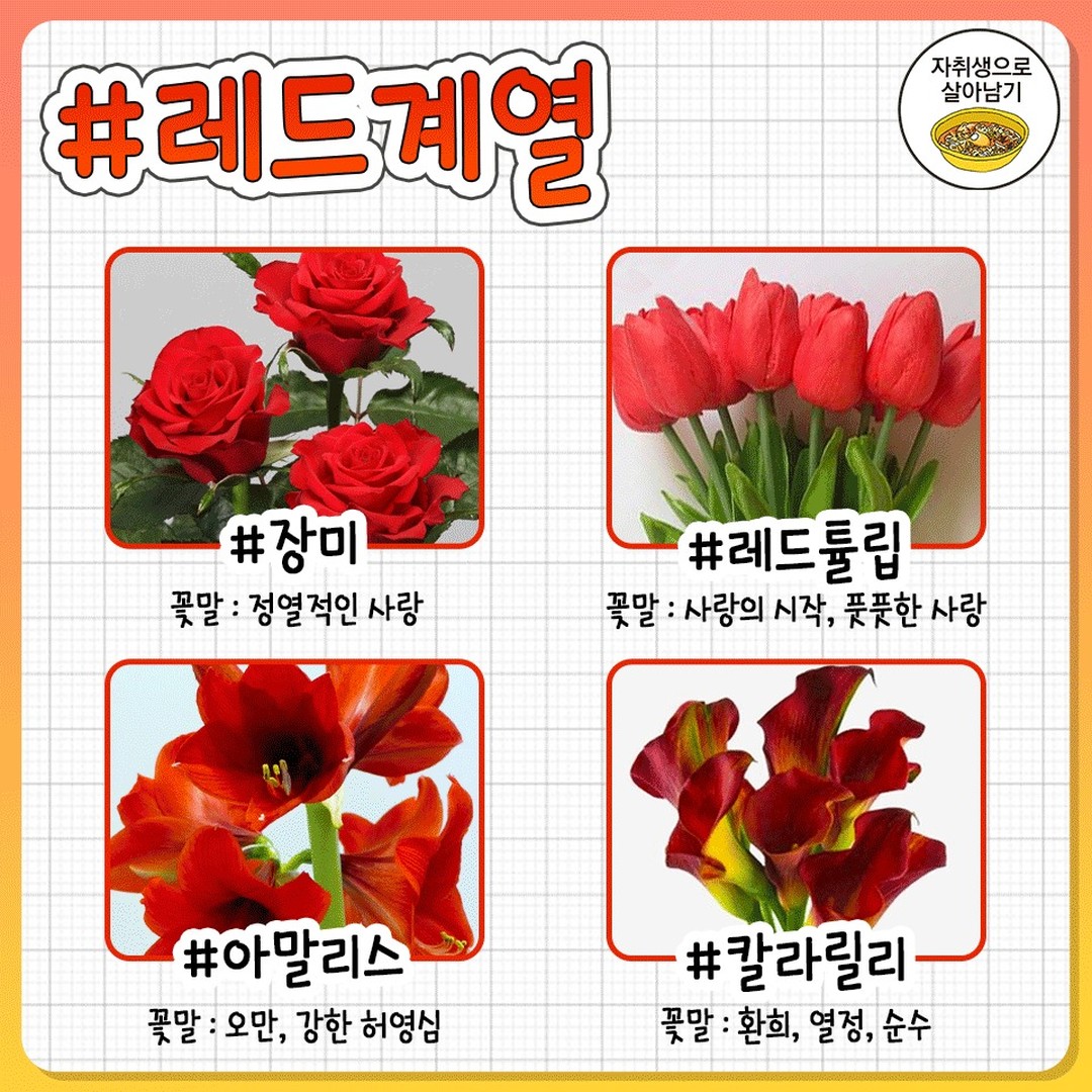 자취방에 두기 좋은 색깔별 꽃 추천